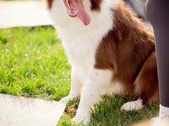 -趣玩宠物乐园寄养训犬训狗游泳池