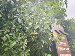 -村上春树