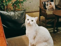 -咖法森林·咖啡  酒吧(天河店)