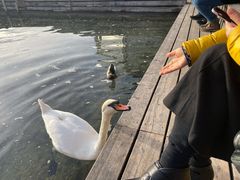 -沃尔夫冈湖