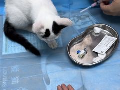 -纳吉亚猫专科动物诊疗中心(蒋宅口分院)