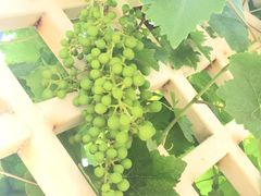 -北京张裕爱斐堡酒庄