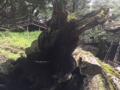 -阿里山神木遗迹