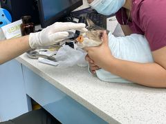 -瑞鹏·疫苗·绝育·宠物医院(金沙洲店)