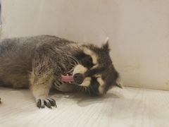 -浣熊柯尔鸭土拨鼠·电玩咖