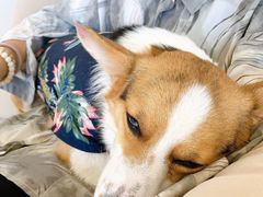 -怪兽屋·羊驼·猫咖·狗咖(俊华广场店)