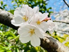 -高东镇樱花园