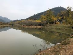 -千年银杏谷文化旅游区