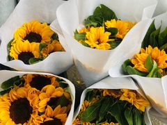 -循礼门鲜花花市(武汉循礼门店)