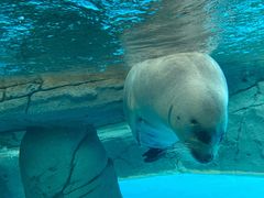 -海合安成都极地海洋公园