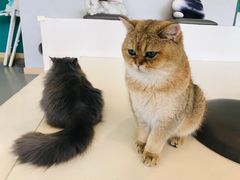 -飞行喵MR PILOT|猫舍·猫咖(静安大融城店)