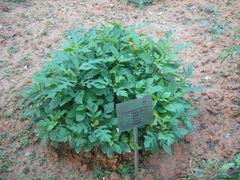 神农草堂-广州神农草堂中医药博物馆