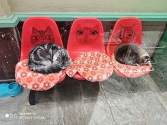 -猫咪博物馆(顶澳仔猫街店)