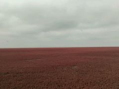 -红海滩国家风景廊道