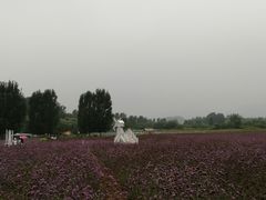 -北京东方普罗旺斯薰衣草庄园