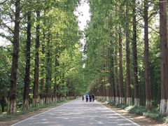 -黄海国家森林公园