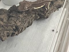 -酷以爬仙阁实体爬宠店·守宫·蜥蜴·专业繁育