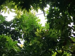 -呀路古热带植物园