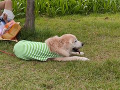 -王借岗森林公园