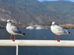 -海埂大坝