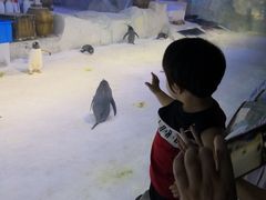 -芜湖新华联大白鲸海洋公园