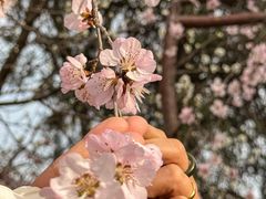 -桃花堤公园