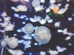 -太平洋海底世界