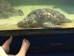-苏州海洋馆
