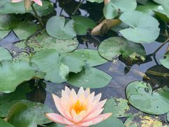 -广西壮族自治区药用植物园