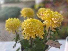 -杭州植物园