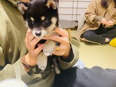 -逗柴咖啡屋·狗咖猫咖宠物桌游