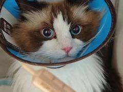 -康成宠物医院24H·CT·核磁共振