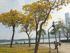 -深圳人才公园