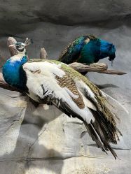 -Zoolung Zoolung动物主题公园(海信广场店)