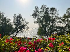 -宝安西湾红树林湿地公园