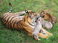 -西霞口神雕山野生动物世界