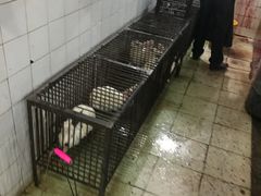 -温江公平红烧兔(总店)