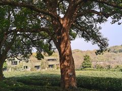 -中国茶叶博物馆(双峰馆区)