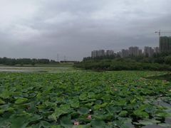 -丁香湖公园