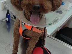 -北京恒爱动物医院(清景园分院)