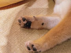 -逗柴咖啡屋·狗咖猫咖宠物桌游
