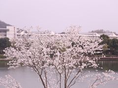 -羊山湖公园