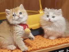 -欣宠猫屋·矮脚拿破仑·蓝金金渐层