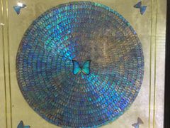 -上海昆虫博物馆