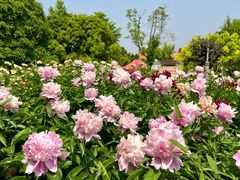 -神州牡丹园