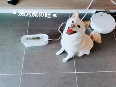 -佳雯宠物医院·皮肤科·内外科(春晓路分院)