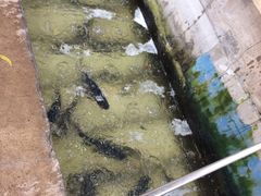 -姥家大锅台水库渔家