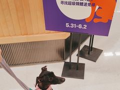 -帕帕拉兹宠物(亚洲旗舰店)