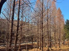 -白水寺森林公园