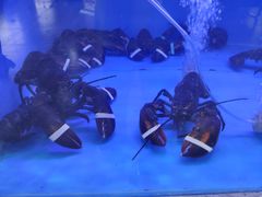 -一号码头蒸汽海鲜自助